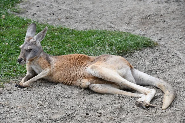 Vahşi Doğada Bir Kanguru — Stok fotoğraf