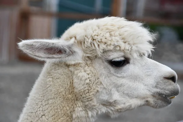 Lama Una Fattoria — Foto Stock