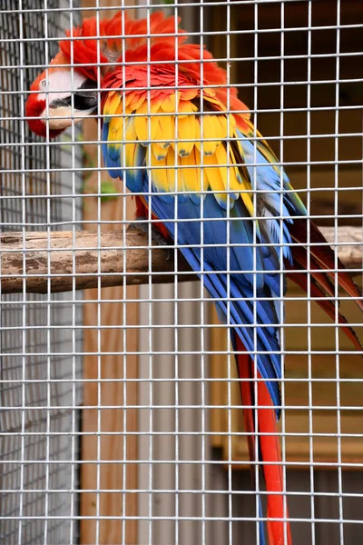 Pájaro Guacamayo Una Jaula —  Fotos de Stock