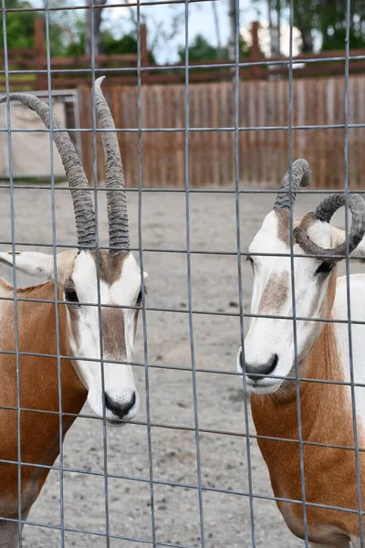 Pareja Oryx Zoológico — Foto de Stock