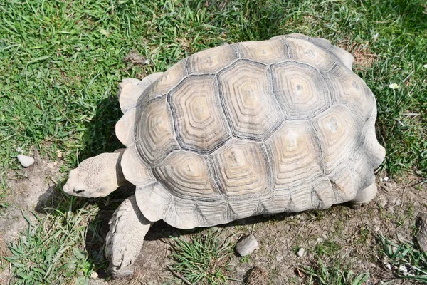 Küçük Yavaş Hareketli Kaplumbağa — Stok fotoğraf
