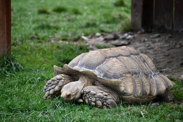 Küçük Yavaş Hareketli Kaplumbağa — Stok fotoğraf