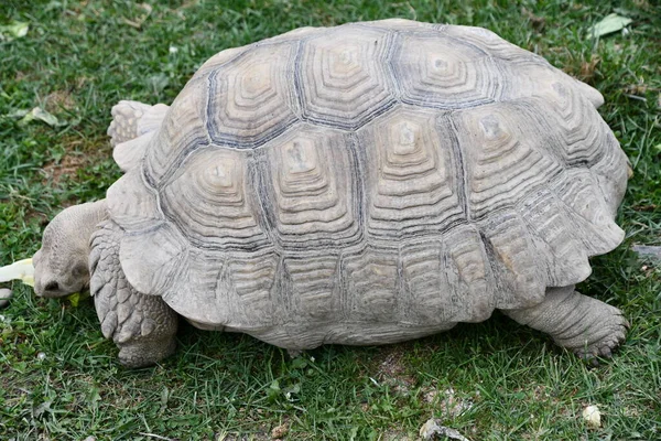 Eine Kleine Schildkröte Die Sich Langsam Bewegt — Stockfoto