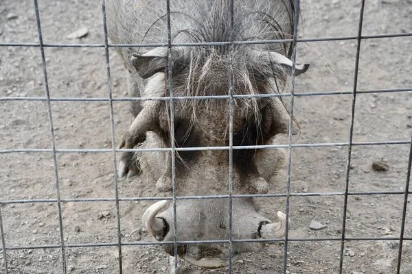 Ein Warzenschwein Freier Wildbahn — Stockfoto