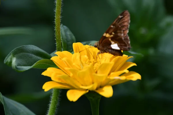 Ein Schmetterling Auf Einer Blume — Stockfoto