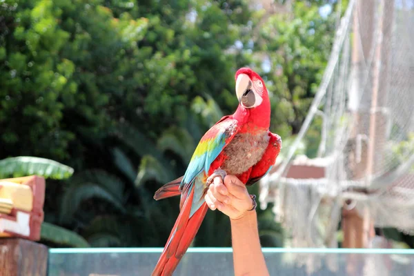 Multicolored Parrot Sits Proudly Man Arm — Stock Photo, Image