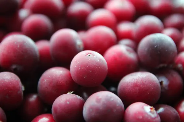 Donmuş yaban mersinleri üzerlerinde don ile kapanır.