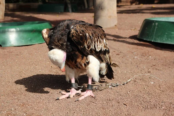 Gözaltı ve ceza - zincirlenmiş bir kuş. trigonoceps occipitalis