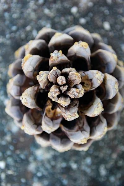 Fındıksız koni arkaplanı. Yukarıdan görünüm