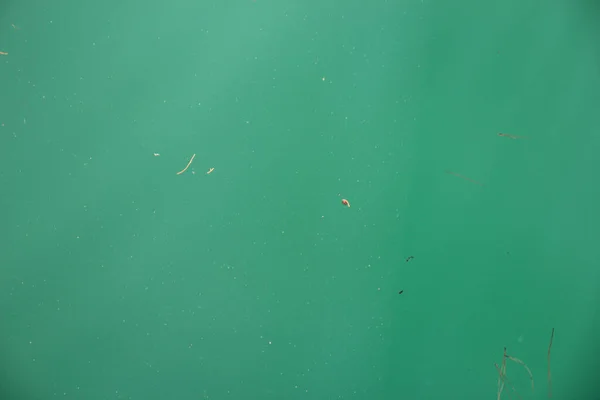 Yüzeyde turkuaz su ve yüzen bitki parçalarıyla arka plan