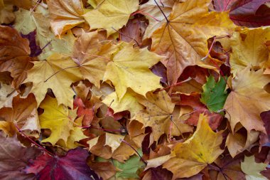 Farklı renkte düşmüş sonbahar yapraklarının bir karışımının arkaplanı