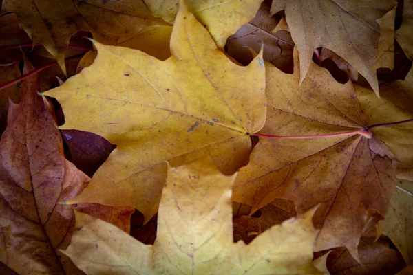 Farklı renkte düşmüş sonbahar yapraklarının bir karışımının arkaplanı
