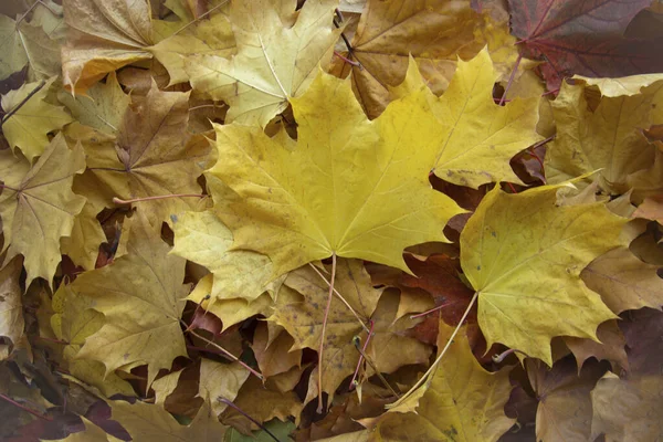 Farklı renkte düşmüş sonbahar yapraklarının bir karışımının arkaplanı