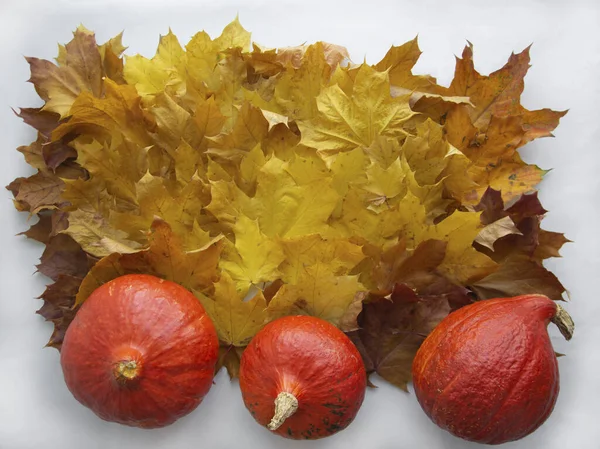 Parlak rengarenk sonbahar yaprakları ve balkabaklarının arka planı