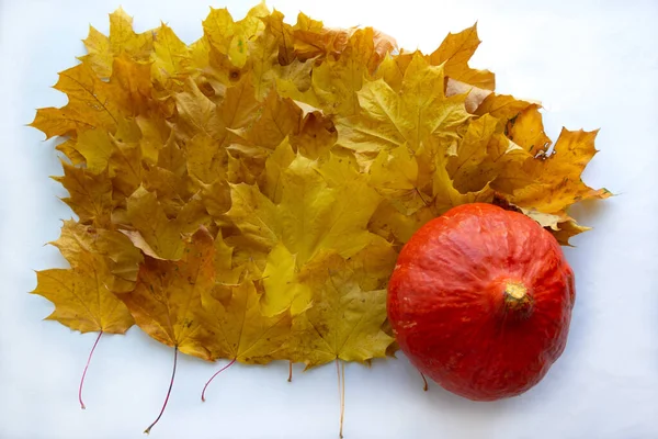 Parlak rengarenk sonbahar yaprakları ve balkabaklarının arka planı