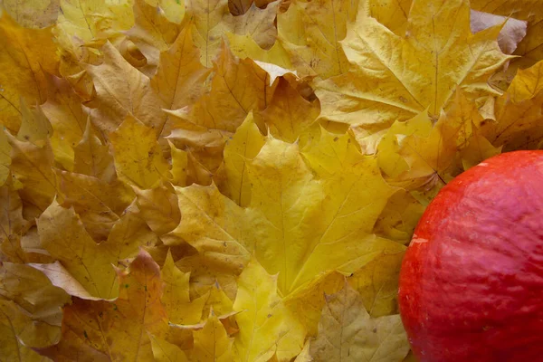Parlak rengarenk sonbahar yaprakları ve balkabaklarının arka planı
