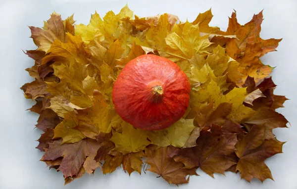 Parlak rengarenk sonbahar yaprakları ve balkabaklarının arka planı
