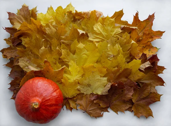 Parlak rengarenk sonbahar yaprakları ve balkabaklarının arka planı
