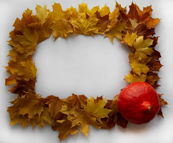 Sonbahar hasadı kabakları ve açık arkaplanda parlak renkli yapraklar