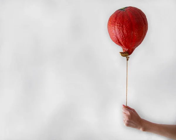 Hasat festivali için hediye olarak gri bir duvarın arka planında balkabağı şeklinde balkabağı olan bir kadın eli.
