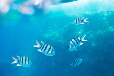 güzel ve çeşitli mercan balık Kızıldeniz ile