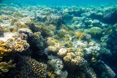 güzel ve çeşitli mercan balık Kızıldeniz ile
