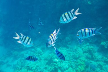 güzel ve çeşitli mercan balık Kızıldeniz ile