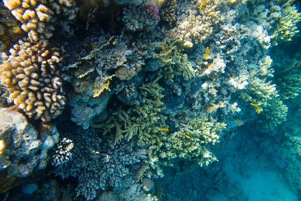 Beautiful and diverse coral reef with fish of the red sea — Stock Photo, Image