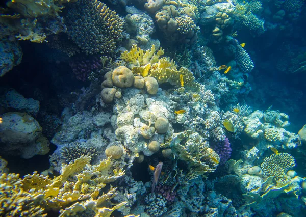 Recife de coral bonito e diverso com peixe do mar vermelho — Fotografia de Stock