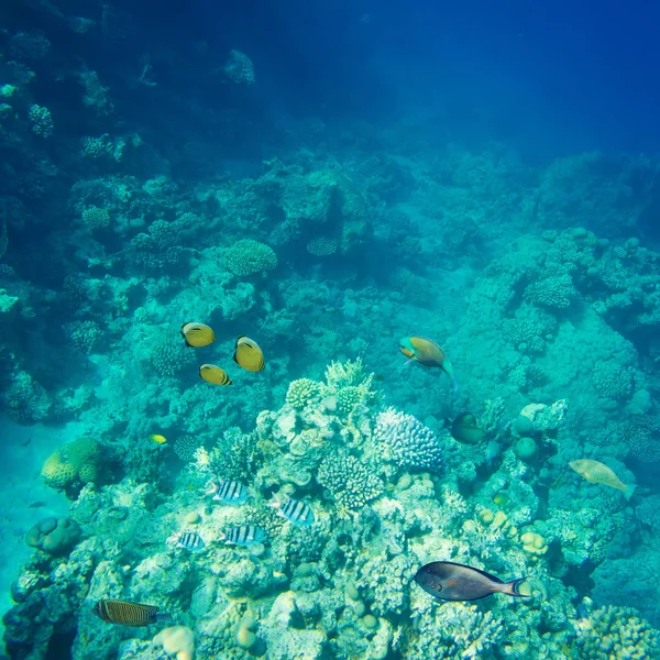 Mooi en divers koraalrif met vissen van de rode zee — Stockfoto