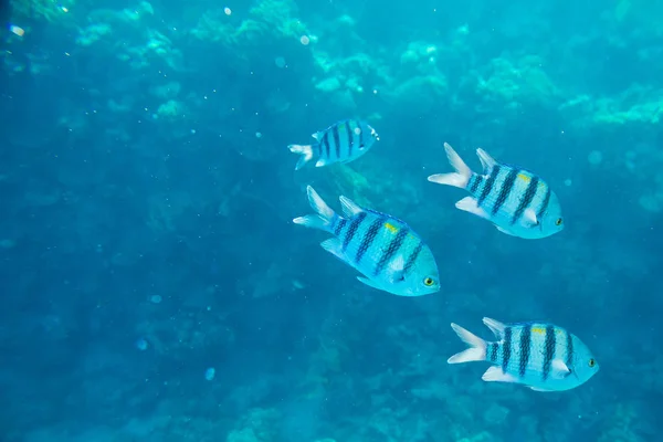 紅海の魚と美しいと多様なサンゴ礁 — ストック写真