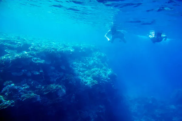 Recife de coral bonito e diverso com peixe do mar vermelho — Fotografia de Stock