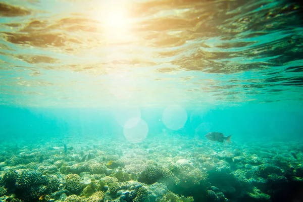 Hermoso y diverso arrecife de coral con peces del mar rojo —  Fotos de Stock