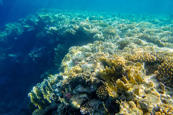 Recife de coral bonito e diverso com peixe do mar vermelho — Fotografia de Stock