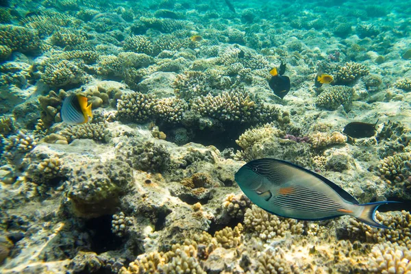 美丽多样的珊瑚礁与红海的鱼 — 图库照片