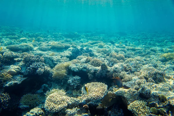 Gyönyörű Változatos Korall Zátony Halak Vörös Tenger Egyiptomi Víz Alatti — Stock Fotó