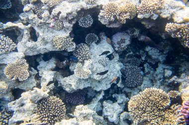 güzel ve çeşitli mercan balıklar Kızıldeniz Mısır, su altında çekim ile