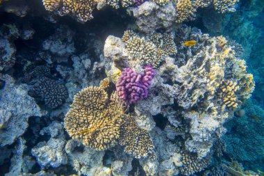 mercan resif balıkları ile