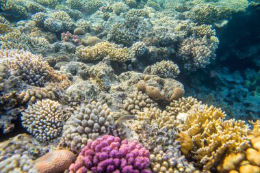 mercan resif balıkları ile