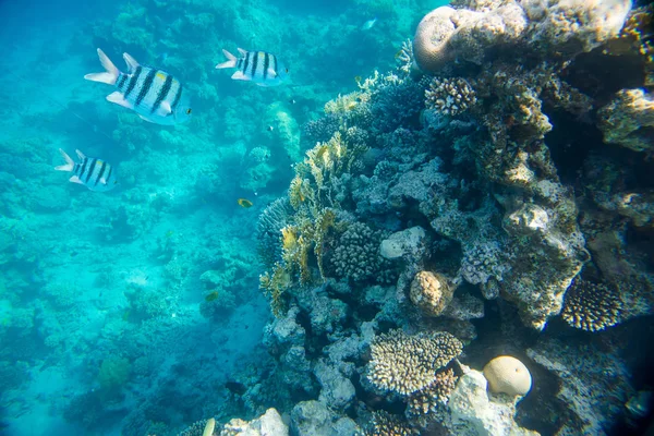 Korallrev med fiskar — Stockfoto