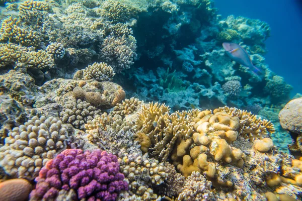 Кораловий риф з рибами — стокове фото