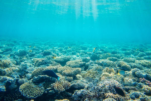 Korall-zátony halak — Stock Fotó