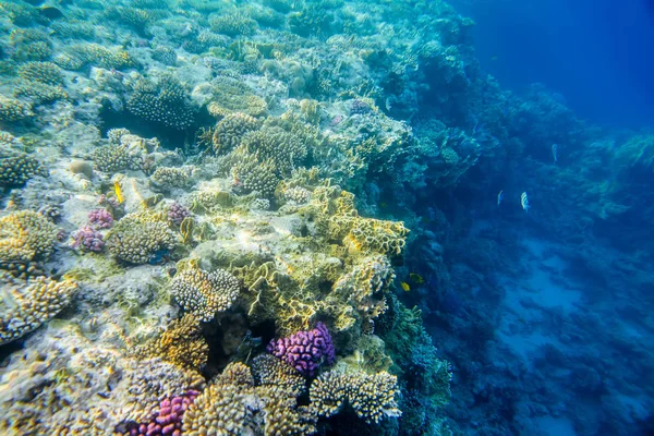 Recife de coral com peixes — Fotografia de Stock