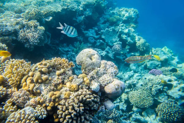 Кораловий риф з рибами — стокове фото