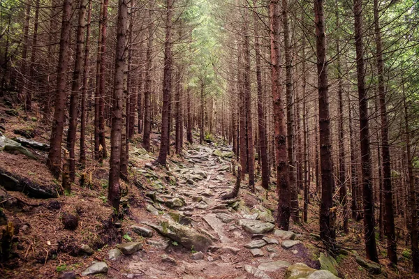 Pad in het bos — Stockfoto