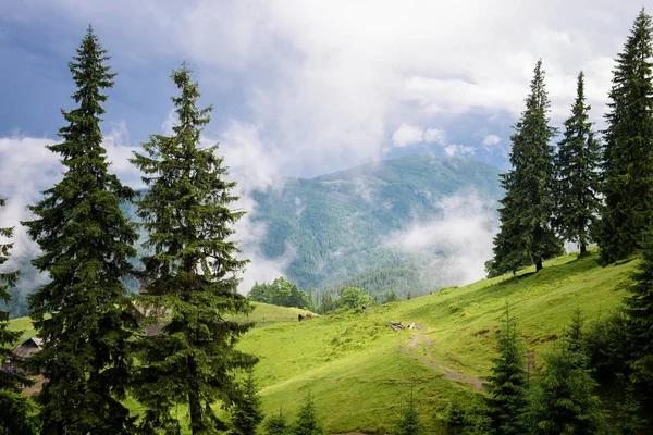 Beautiful forest landscape — Stock Photo, Image