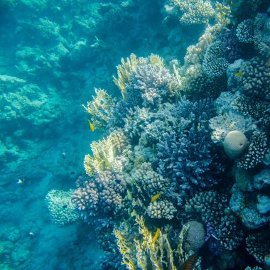 güzel ve çeşitli mercan balık Kızıldeniz ile