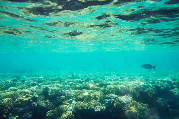 Schöne und vielfältige Korallenriffe mit Fischen aus dem Roten Meer — Stockfoto