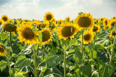 güzel ayçiçeği tarlası