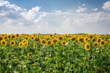 güzel ayçiçeği tarlası